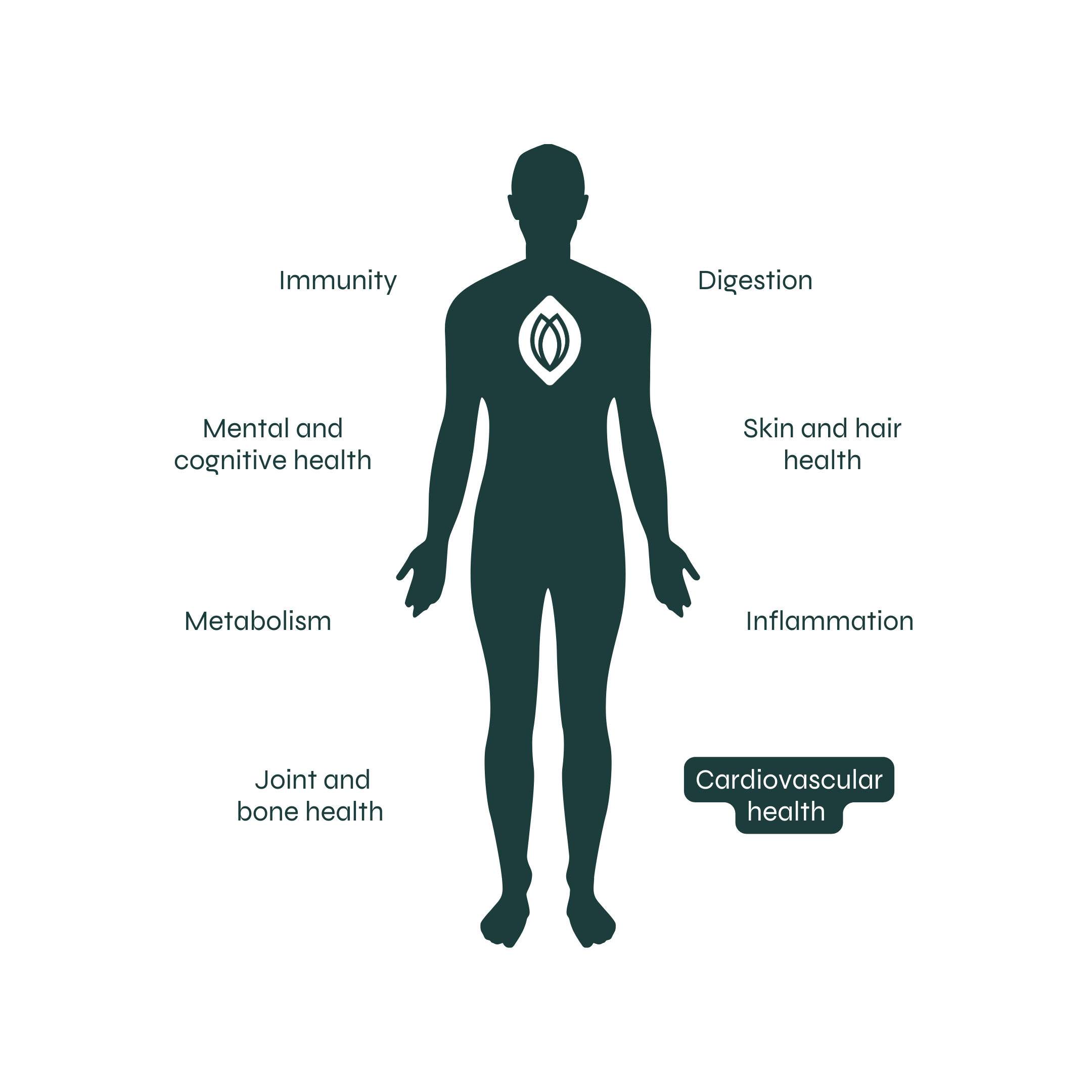 Maintains heart health and healthy blood circulation.